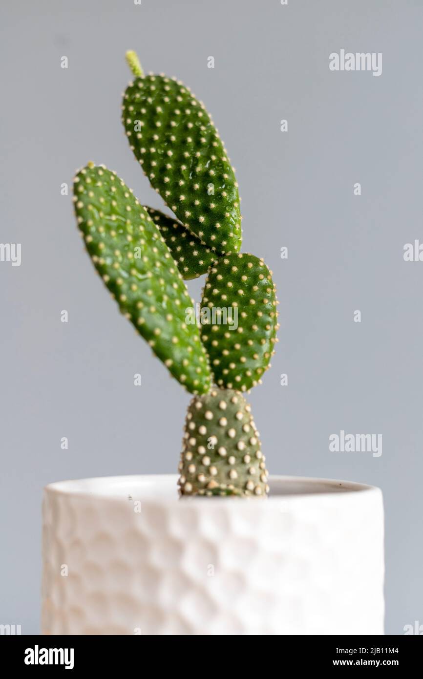 Opunita microdasys white bunny ear cactus in a beautiful decorative pot Stock Photo
