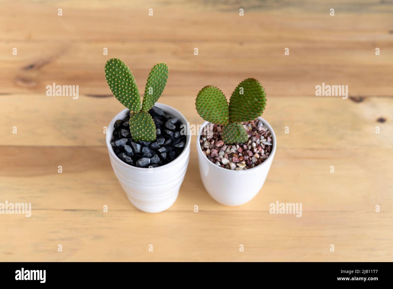 Yellow and orange polka dots cactus with wooden background Stock Photo