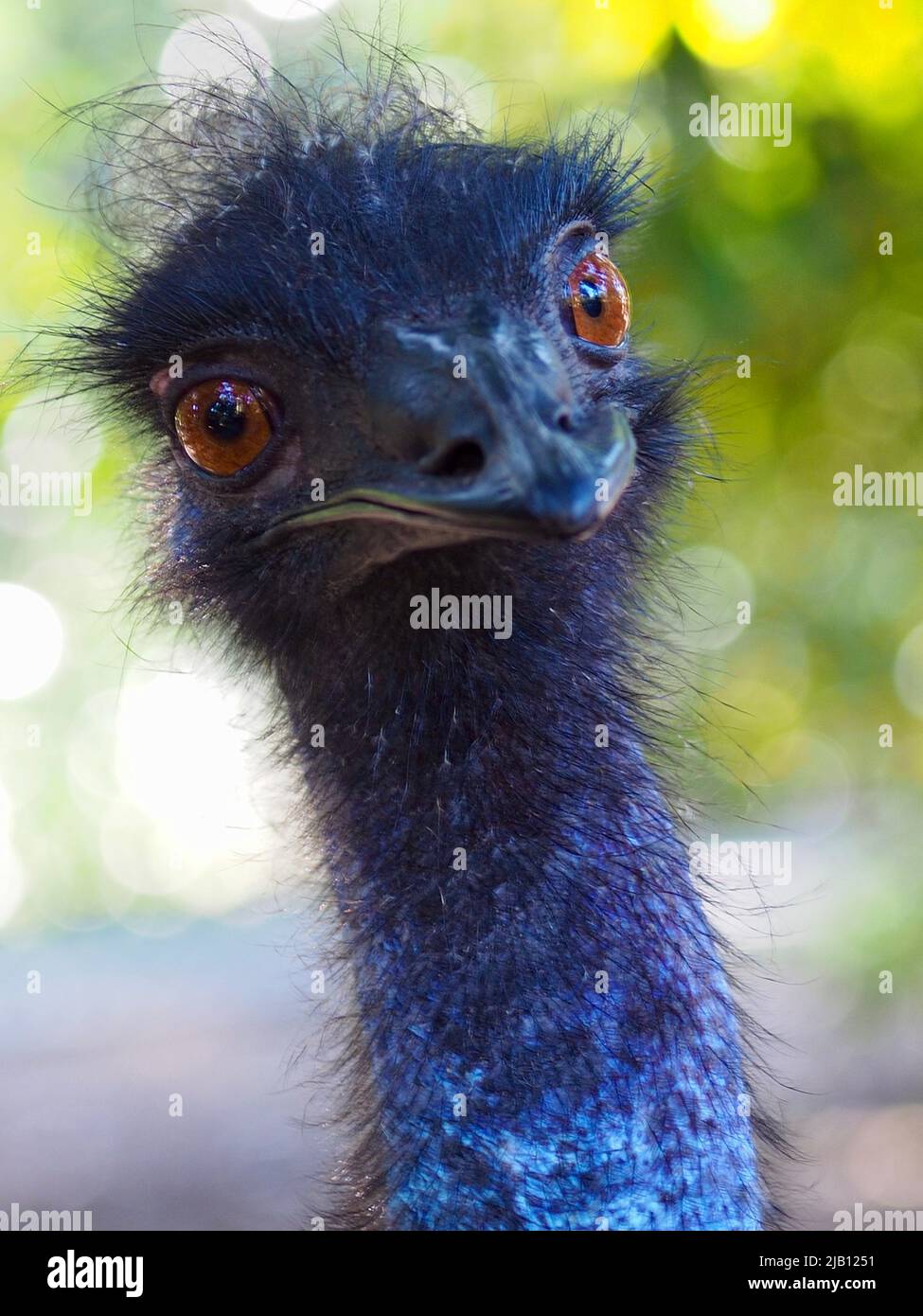 Remarkable outstanding charismatic Emu with a magnetic gaze. Stock Photo