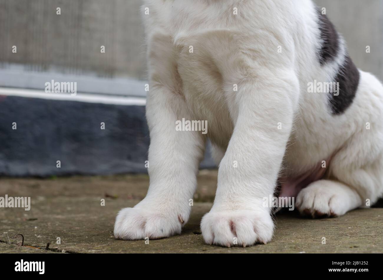 Bottom section of a white puppy with black spots. Puppy dog breed