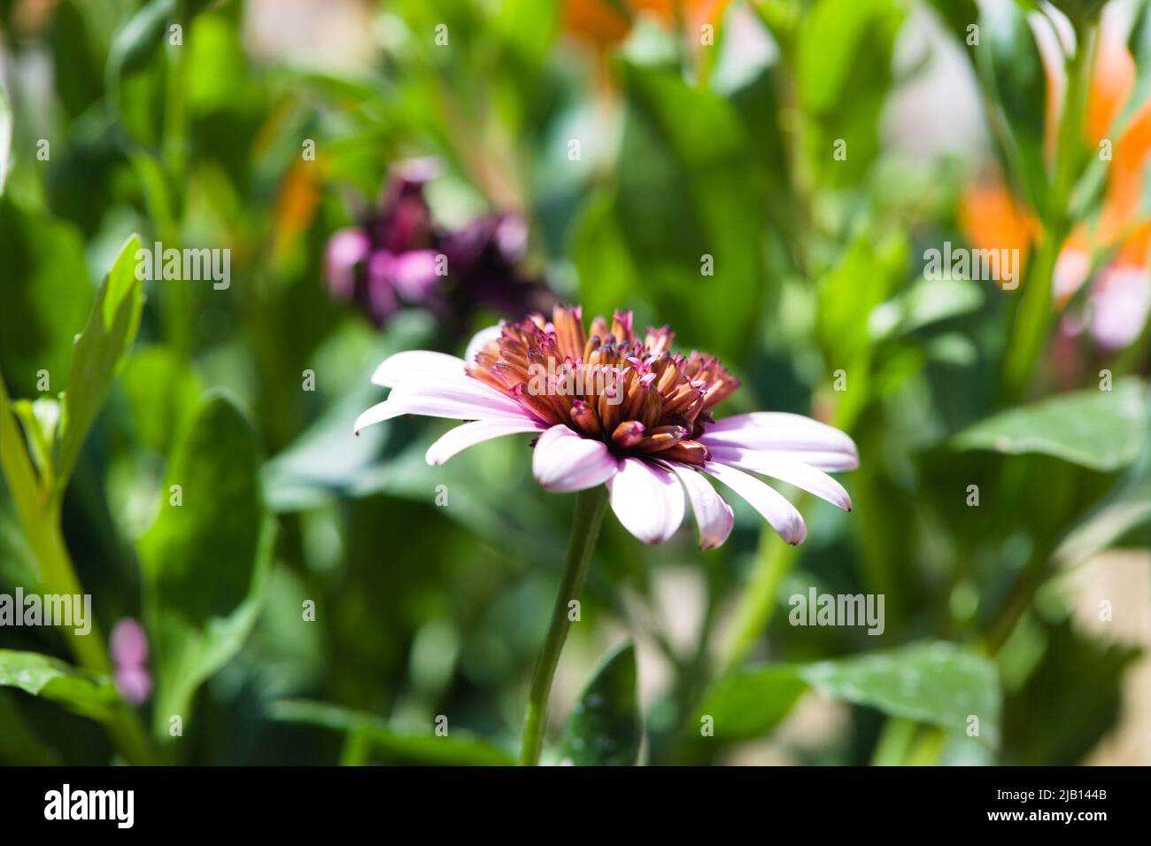 Close-up of a colourful African Daisy Flower , Osteospermum Stock Photo
