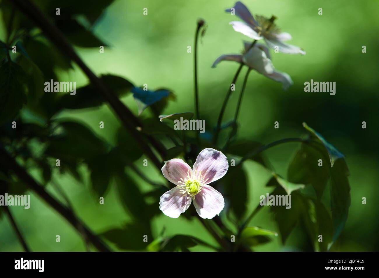 Nature Landscapes - Plant Portraits during the Gardening Year , Close-up of a climbing plant and clematis flowers Stock Photo