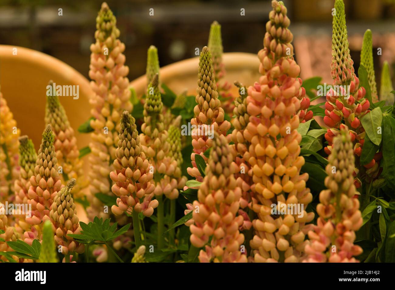 Colourful Spires of Pale Tangerine Lupin Flowers with terracota pots in background Stock Photo