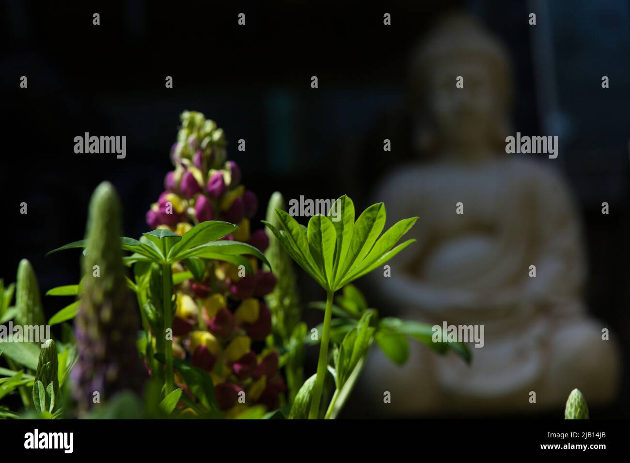 Spires of Colourful Lupin Flowers with Indian Statue background blur Stock Photo