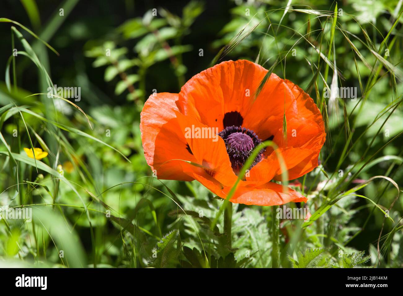 Close-up of a Giant Red Poppy Stock Photo