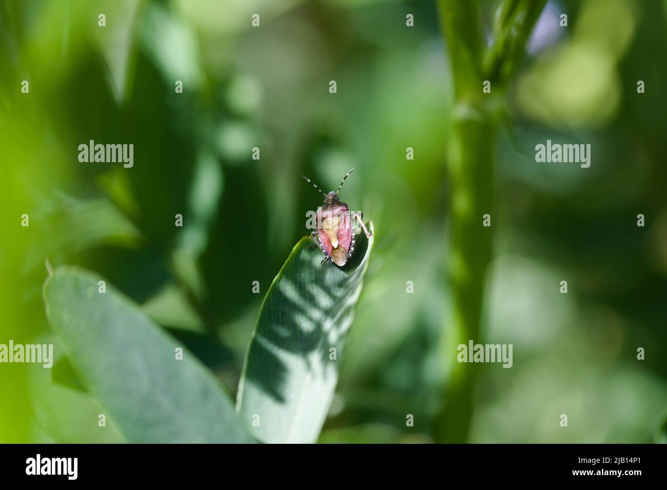 Small Worlds - View of a Hairy Shield Bug/ Sloe Bug on the peak of plant foliage , Dolycoris baccarum Stock Photo