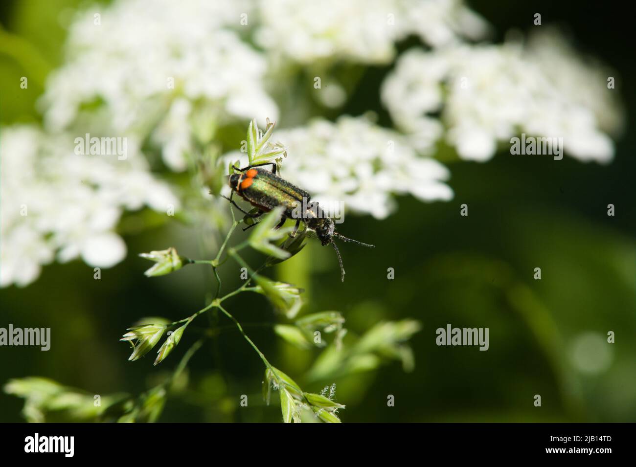 Green Malachite Beetle foraging in a wildflower meadow  ( Malachius bipustulatus ) Woodham Fen Nature Reserve, Essex, Britain. Stock Photo