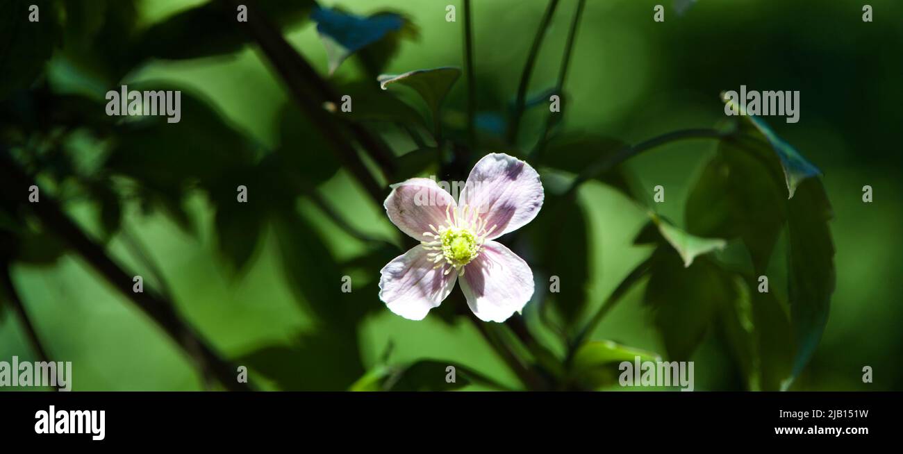 Nature Landscapes - Plant Portraits during the Gardening Year , Close-up of a climbing plant and clematis flowers Stock Photo