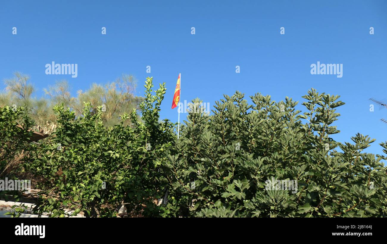 Blue sky and large fig tree with small spanish flag on thin pole Stock Photo