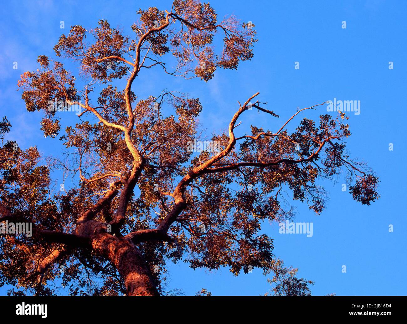 Looking up to a Eucalyptus tree against a blue sky Stock Photo