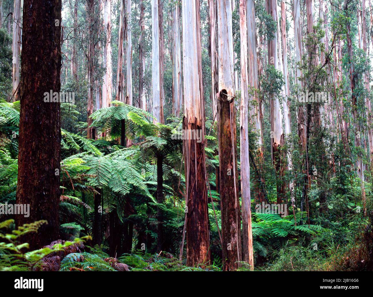Karri tree forest Stock Photo