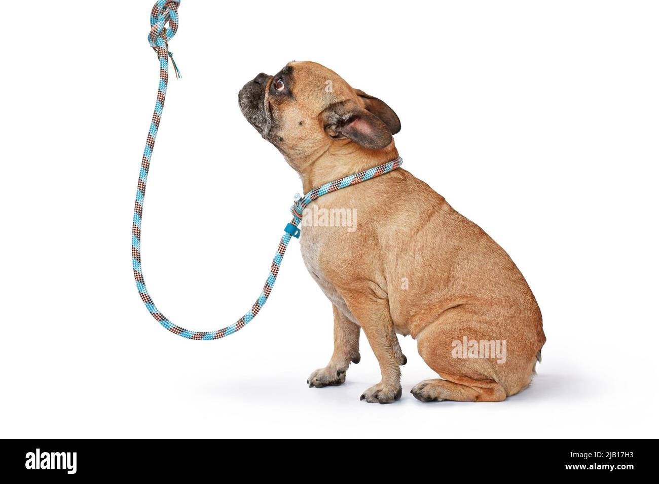 Fawn French Bulldog dog wearing blue rope retriever leash and collar on