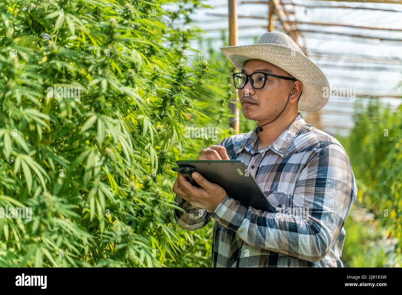Male cannabis farmer checking the quality of his plants at his environment controlled greenhouse, alternative medicine concept Stock Photo