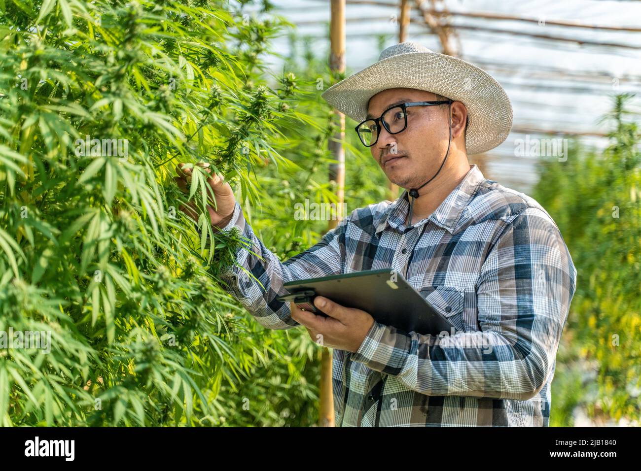 Male cannabis farmer checking the quality of his plants at his environment controlled greenhouse, alternative medicine concept Stock Photo