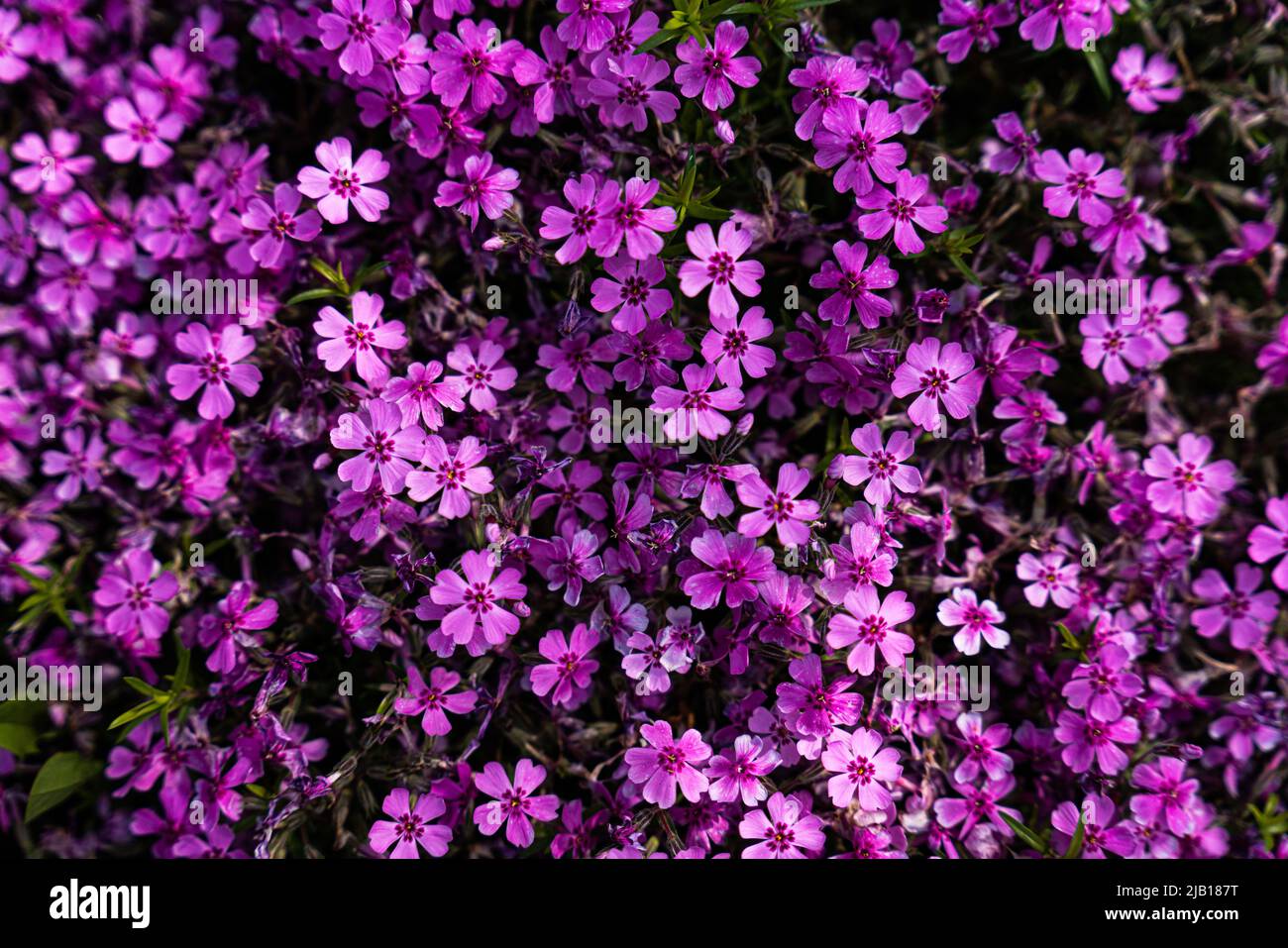Tufted phlox (Phlox douglasii) 'Crackerjack' blooms in the plant nursery in early June. High quality photo Stock Photo
