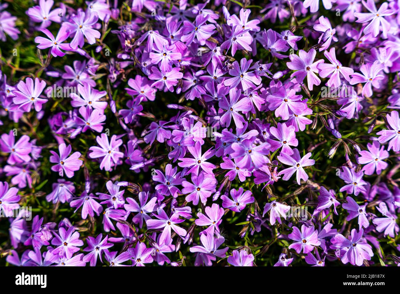 Tufted phlox (Phlox douglasii) 'Crackerjack' blooms in the plant nursery in early June. High quality photo Stock Photo