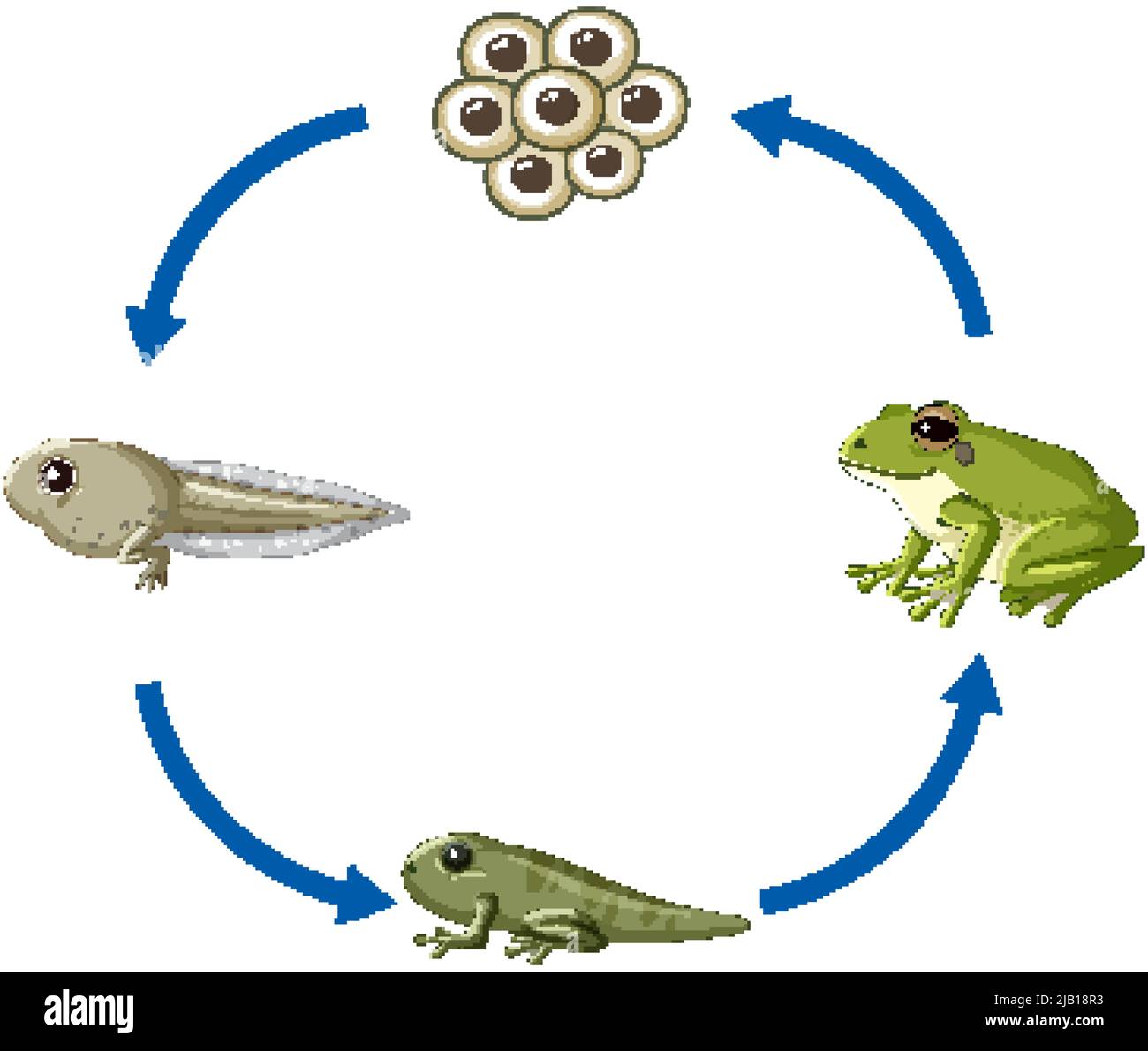 frog-life-cycle-diagram-illustration-stock-vector-image-art-alamy