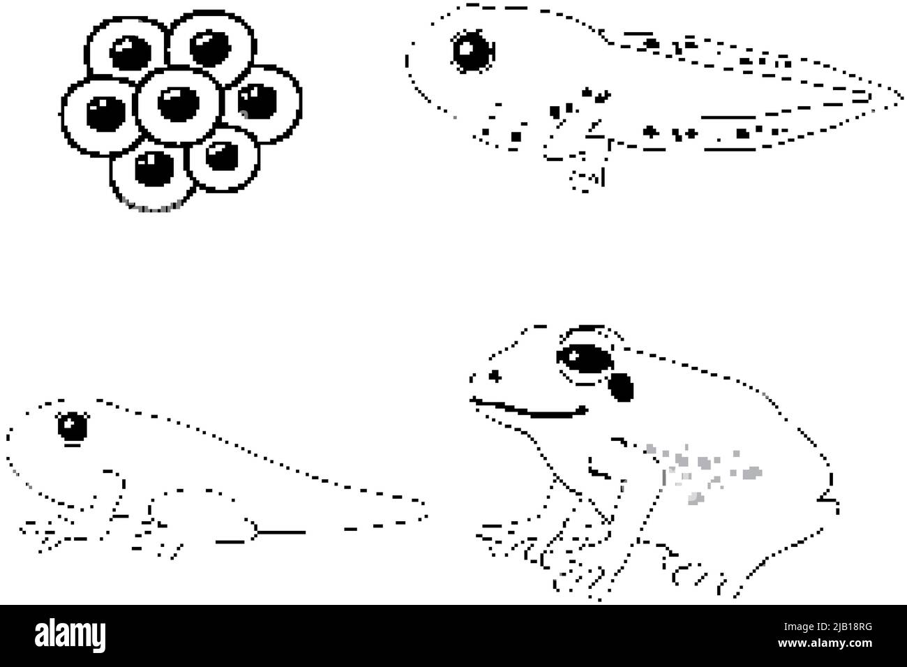 Frog life cycle diagram doodle illustration Stock Vector