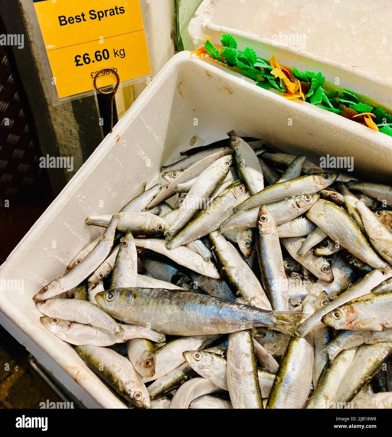 Fresh fish, sprats (Sprattus sprattus), for sale at a fishmongers counter in a fish market in Leeds. Stock Photo