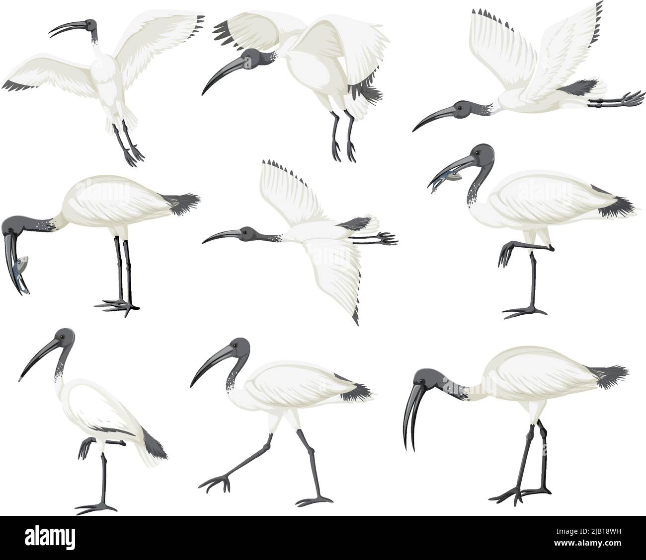 Set of Australian white ibis illustration Stock Vector Image & Art - Alamy