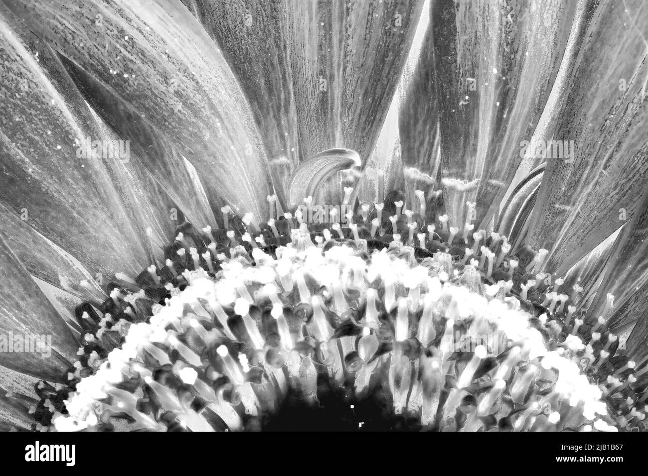 Extreme close up of Bellis Perennis (Common Daisy) in B&W photography. Very detailed in this macro. Stock Photo