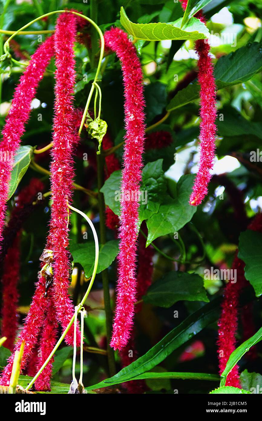 Chenille plant (Acalypha hispida) decorative flowering shrubs. Sri Lanka wintertime, introduced plant Stock Photo