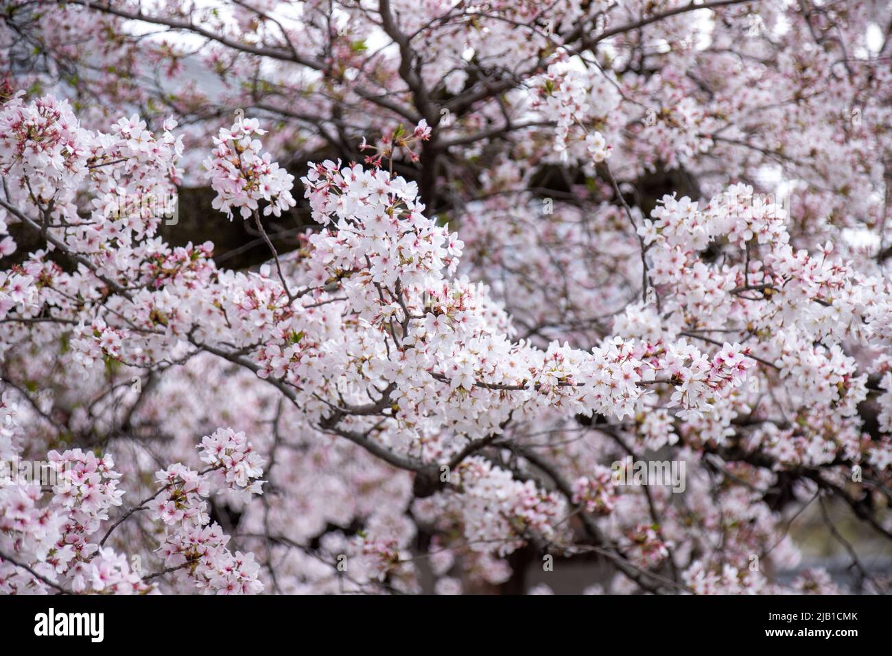 Yoshino Cherry Blossom (Somei Yoshino Sakura) with bokeh in spring in Kyoto, Japan. Beautiful Japanese Hanami, Stylish, oriental concept Stock Photo