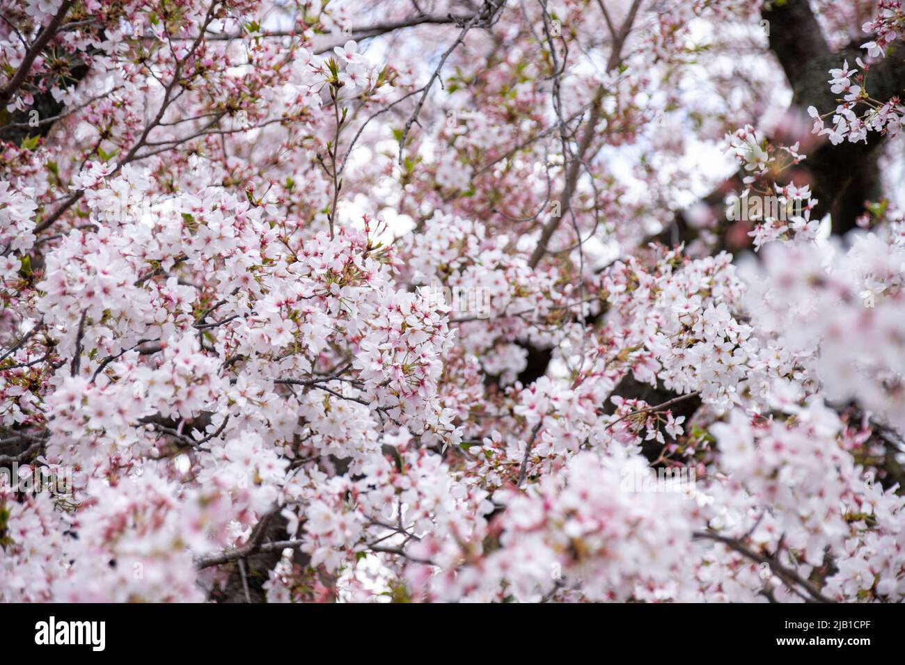 Beautiful Yoshino Cherry Blossom (Somei Yoshino Sakura) with bokeh in spring in Kyoto, Japan. Stock Photo