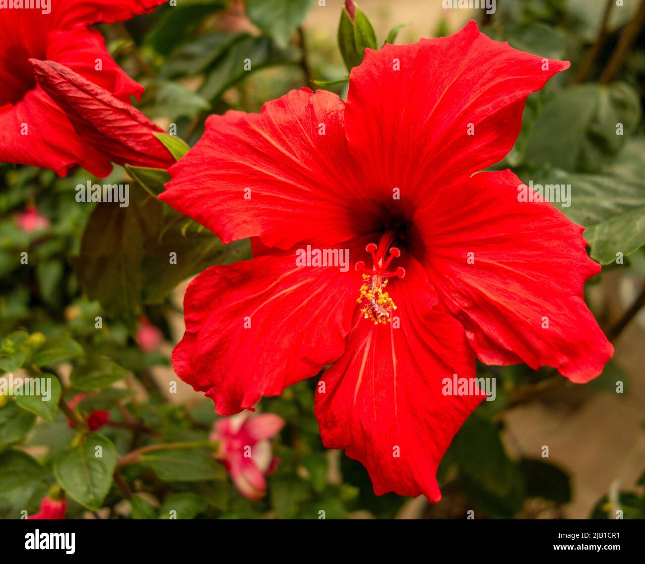 Red hibiscus flower closeup in natural ambiance Stock Photo Alamy