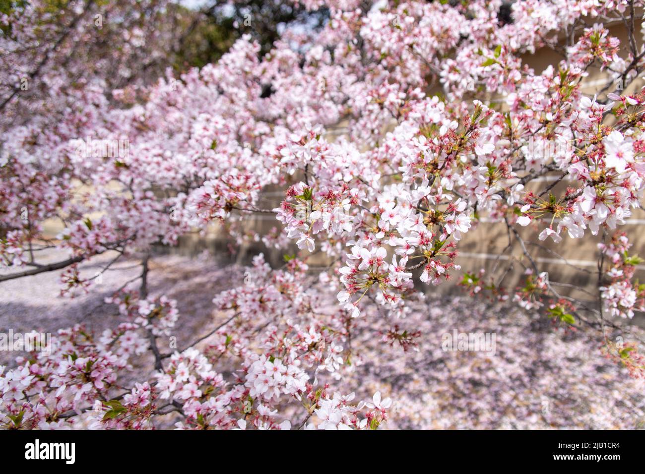 Beautiful Yoshino Cherry Blossom (Somei Yoshino Sakura) with bokeh in spring in Kyoto, Japan. Stock Photo