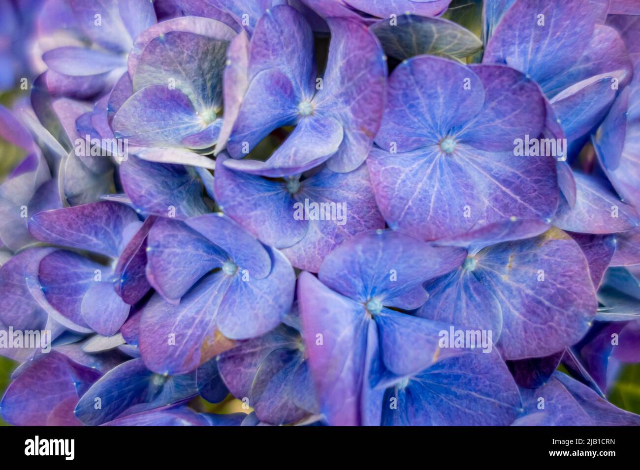 Full frame blue hortensia flowers closeup Stock Photo