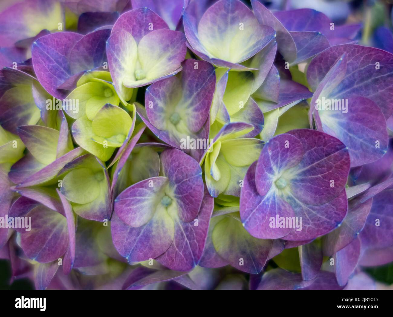 Full frame violet and yellow bicolor hortensia flowers closeup Stock Photo