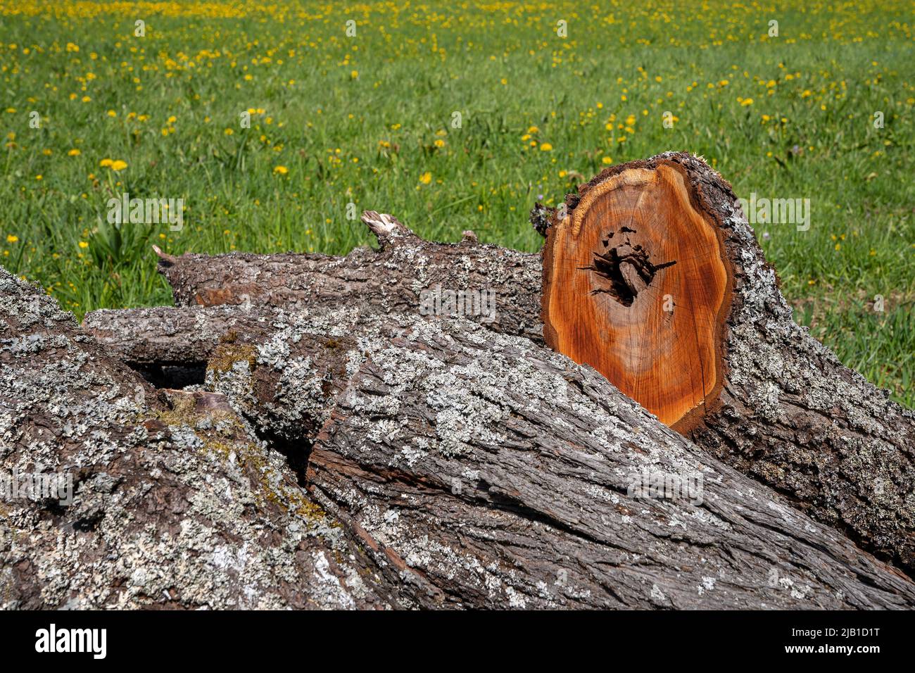 Sawn-off old tree trunks of fruit trees lie on a meadow Stock Photo