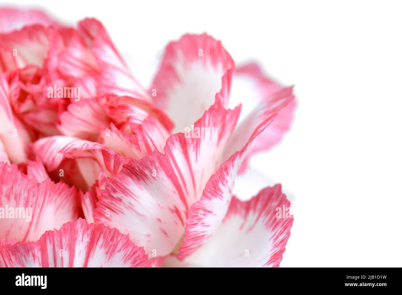 Macro carnation texture background. Full frame petals backgrounf ...