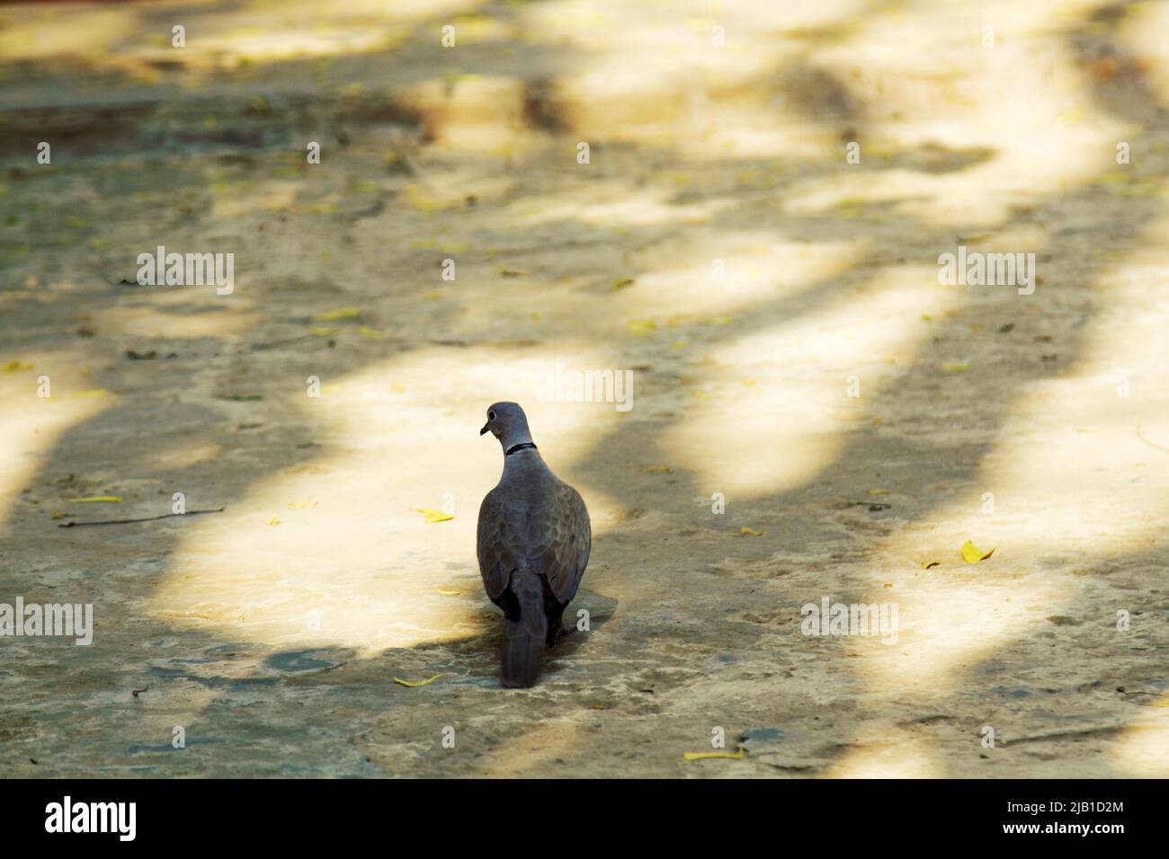 Adult collared turtle dove (Streptopelia decaocto) in India Stock Photo Alamy
