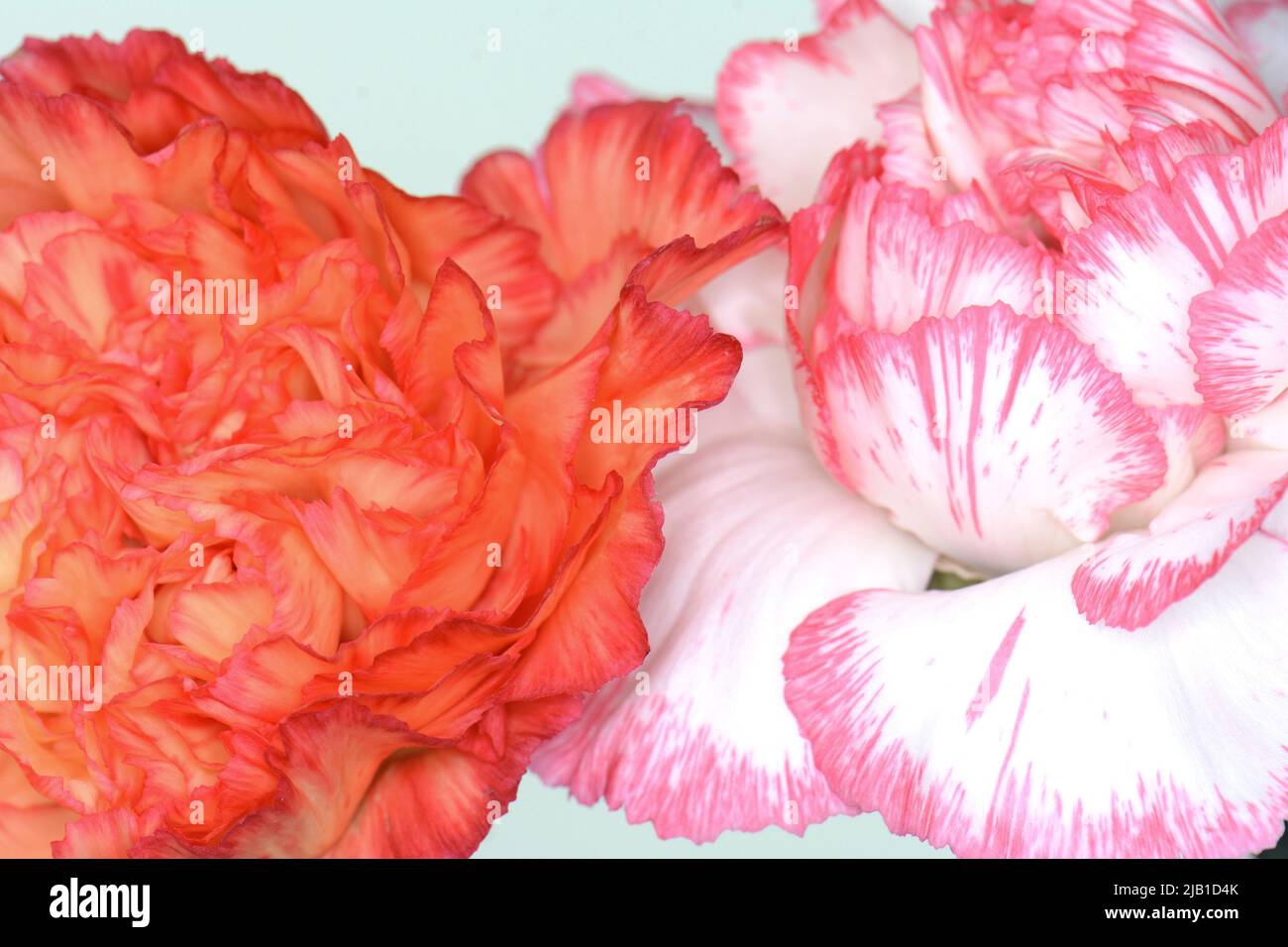 Macro carnation texture background. Full frame petals backgrounf ...