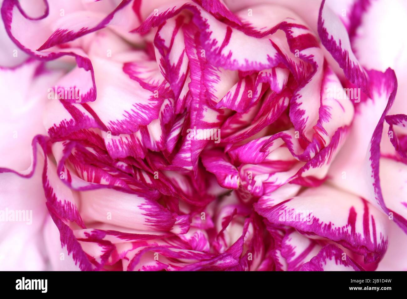 Macro carnation texture background. Full frame petals backgrounf ...