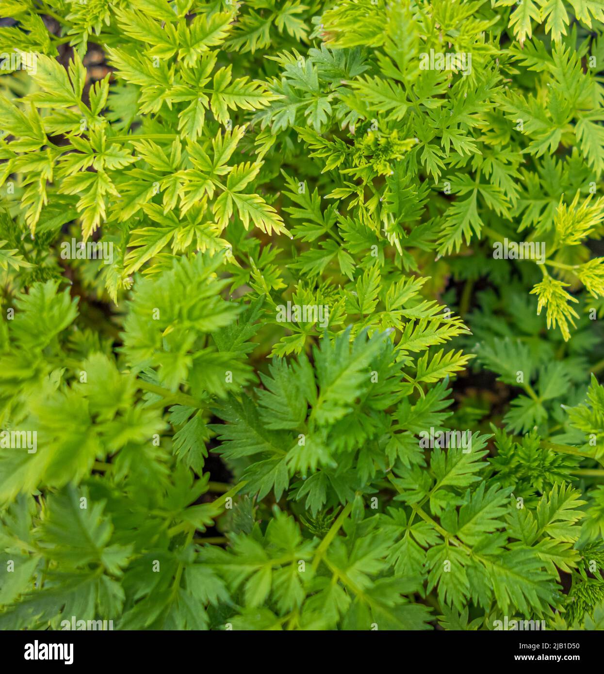 Full frame green wild chervil vegetation closeup Stock Photo