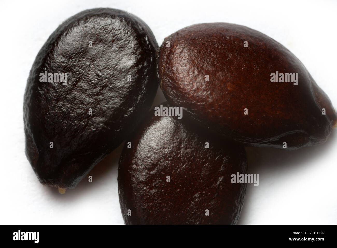 Vegetableseed industry, melongrowing. three Seeds of Water melon