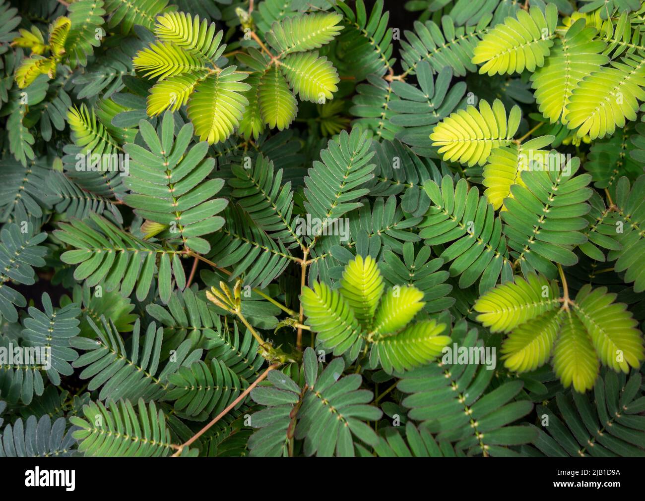 Full frame coseup shot of sensitive plant leaves Stock Photo