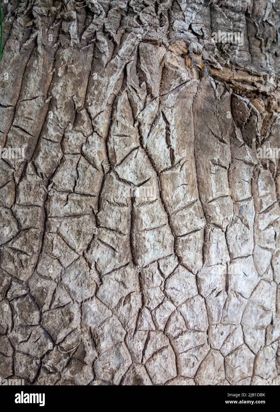 Full frame closeup shot of a Ponytail palm bark Stock Photo