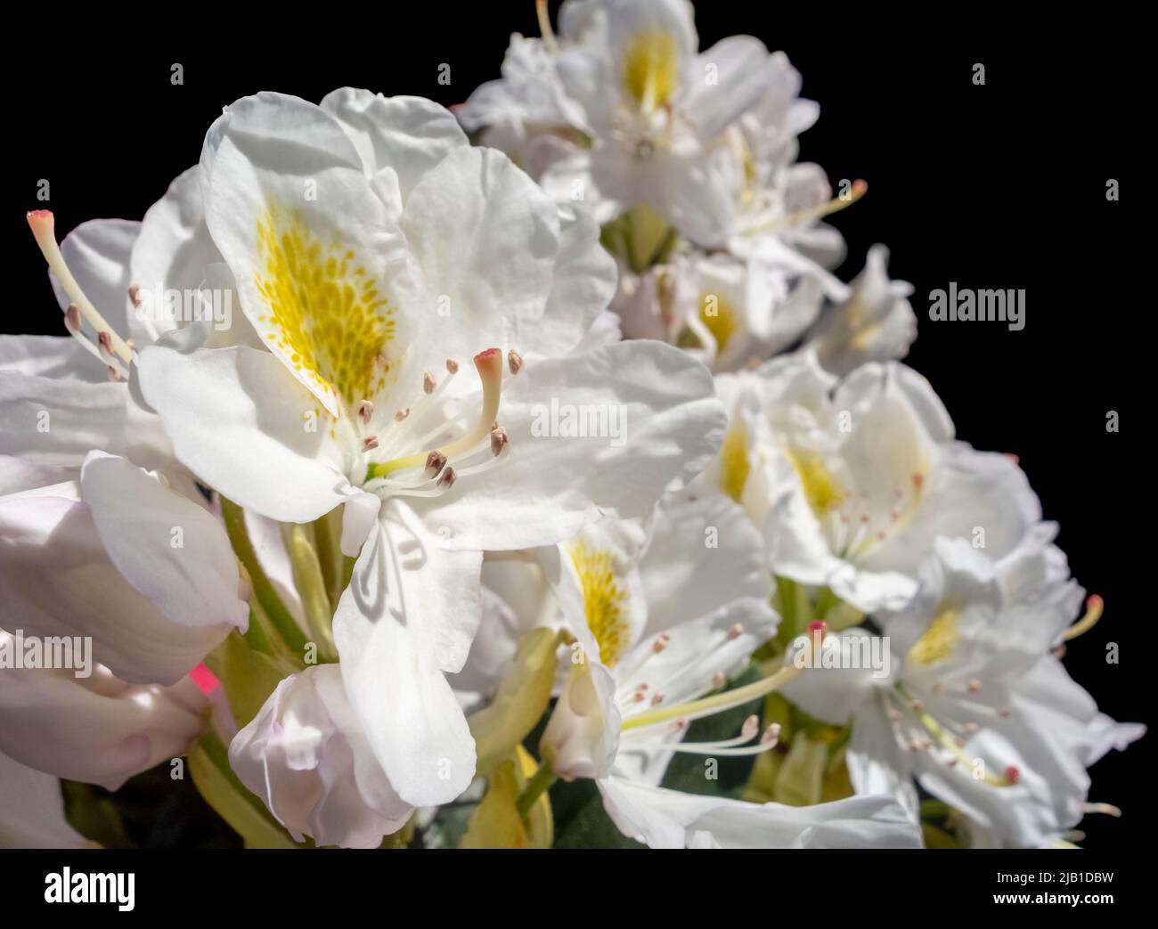Sunny illuminated mostly white Rhododendron flowers in black back Stock Photo
