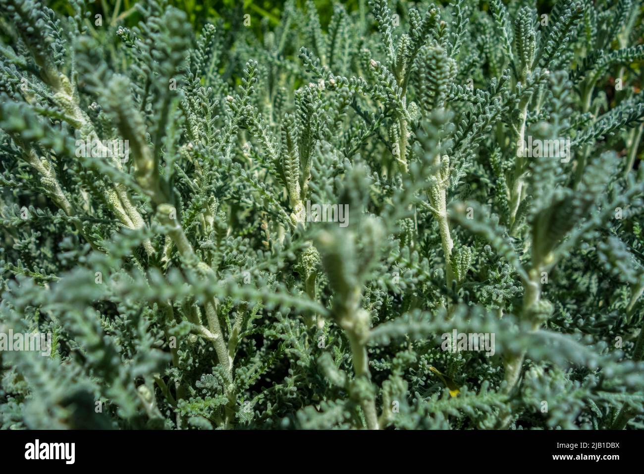 Full frame sunny illuminated green cotton lavender plant vegetation Stock Photo
