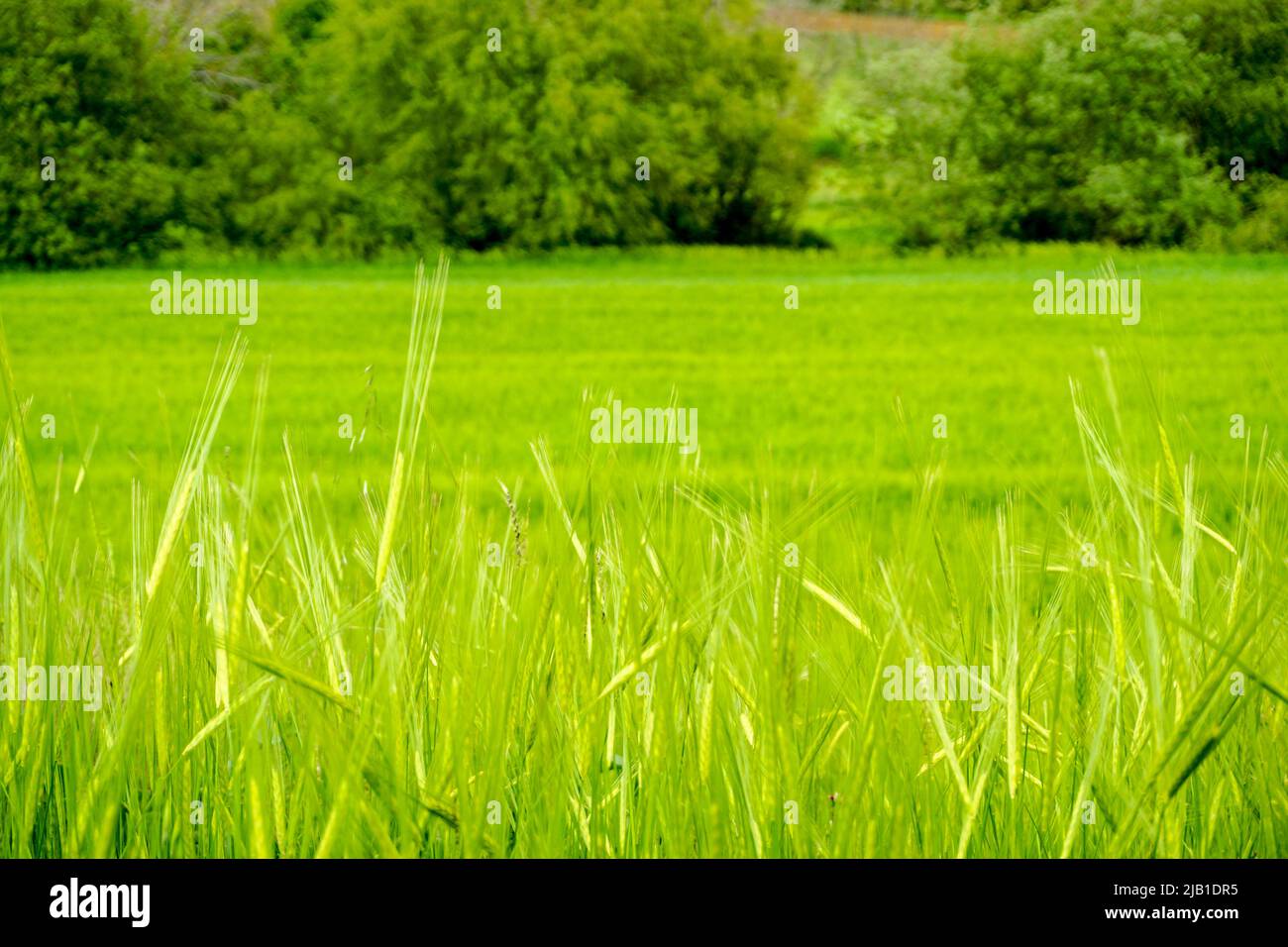 Green field of eat of wheat close up view Stock Photo