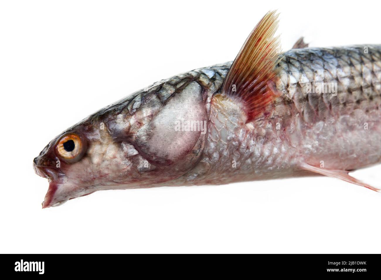 Red-finned mullet (Mugil soiuy, Redlip mullet (Liza haematocheilus)). This fish lives in Eurasia. Acclimatization and breeding facility. Isolated on w Stock Photo