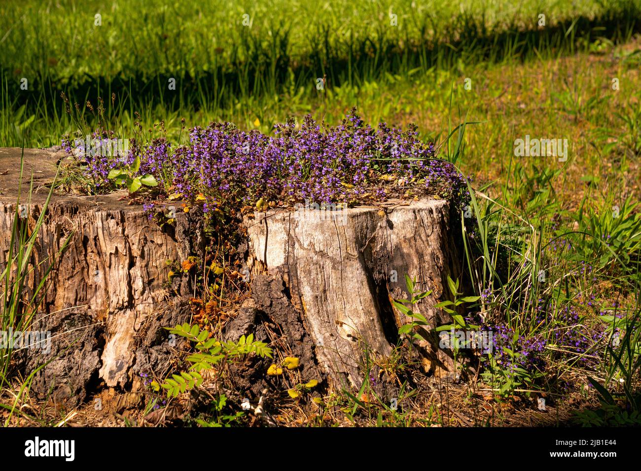 Violet and lilac inflorescences of lungwort flowers grew on a stump. Stock Photo