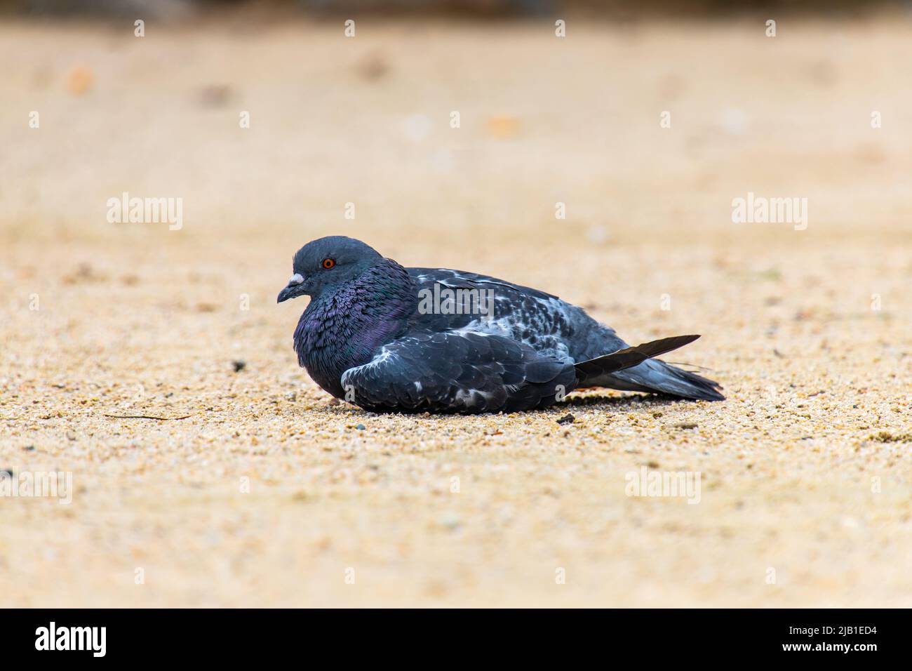 A pigeon bird sitting on the ground in sunny day. The bird in image is