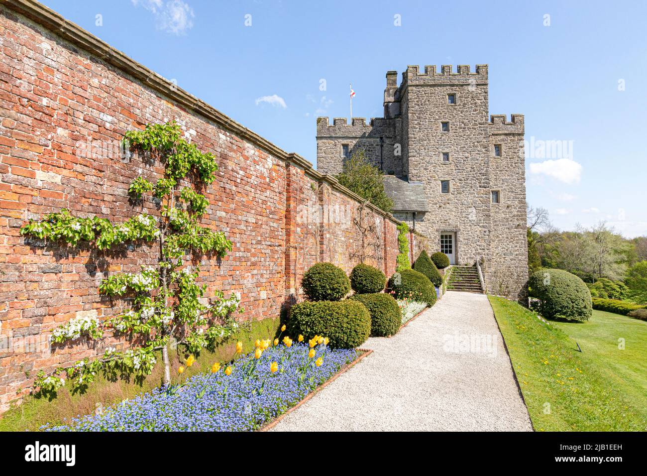 Yellow tulips, blue forget me nots and white pear blossom in the gardens at Sizergh Castle in the English Lake District near Kendal, Cumbria, England Stock Photo