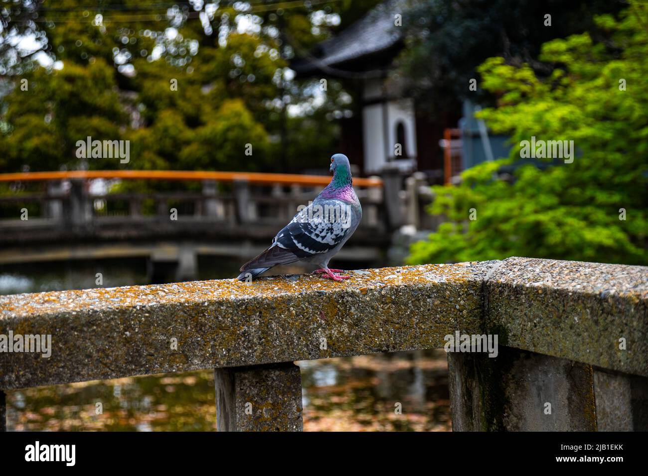 Pigeon bird standing on the mossy stone bridge rail in Japanese garden in sunny day. The bird is watching another bridge in distance. Stock Photo