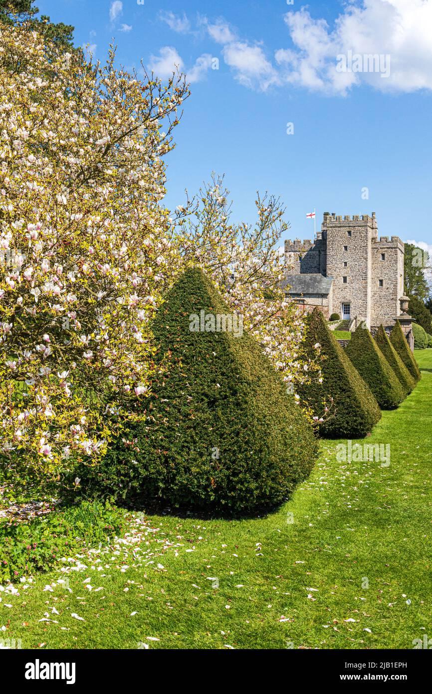 Clipped topiary yew hedges and a flowering magnolia in the gardens at Sizergh Castle in the English Lake District near Kendal, Cumbria, England UK Stock Photo
